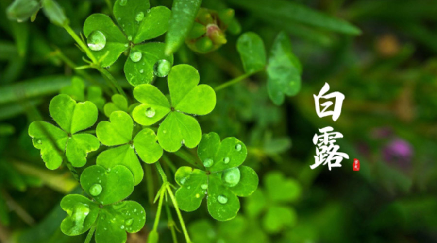 白露時(shí)節(jié)！ 金環(huán)電器提醒大家要注意這些事項(xiàng)